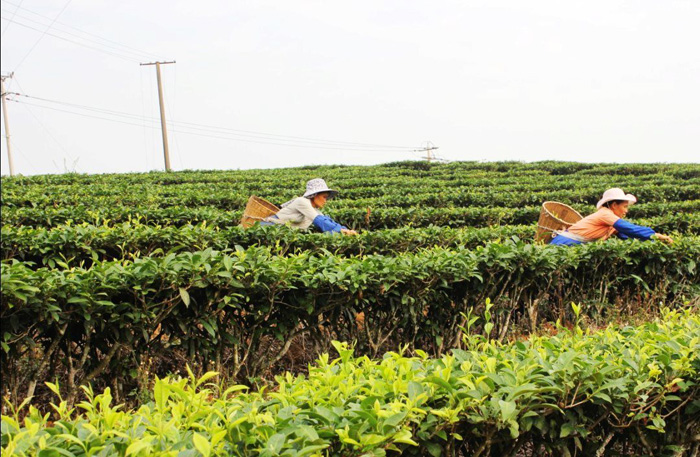 14-day Kunming Pu’er Jinghong Dali Yunnan Tea Business Trip 